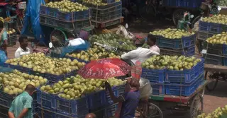 চাঁপাইনবাবগঞ্জে চাহিদার তুলনায় আমের সরবারহ বেশি, লোকসানে চাষীরা